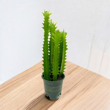 Euphorbia Trigona